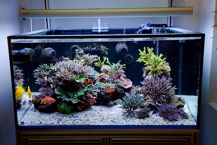 Aesthetics of Aquascaping, Part I