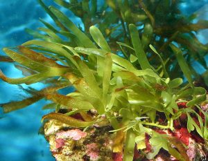 A Look at the Macroalgae Caulerpa