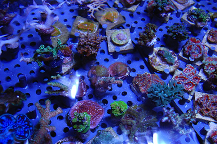 Fish Tales: The Evolution of a Frag Hoarder