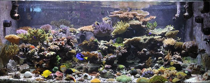 Is this the tank of your dreams? A healthy dose of skepticism might help you get there. 