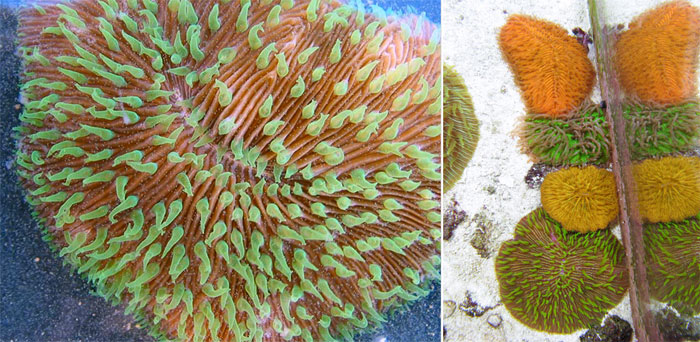 Corals in the Fungiidae family have amazing powers of regeneration.