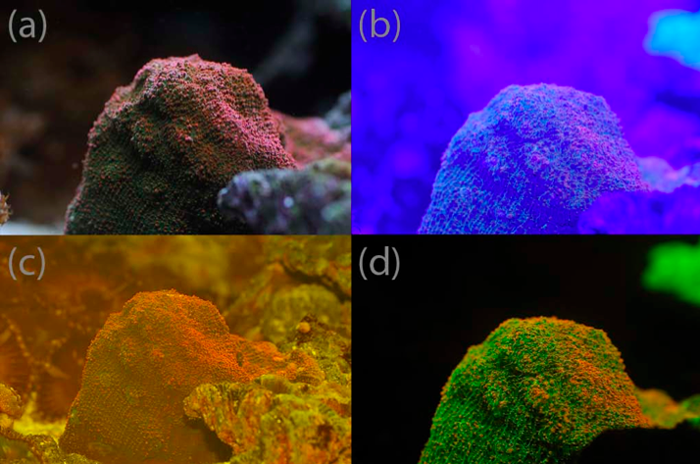 Photographing Fluorescence in Aquarium Corals