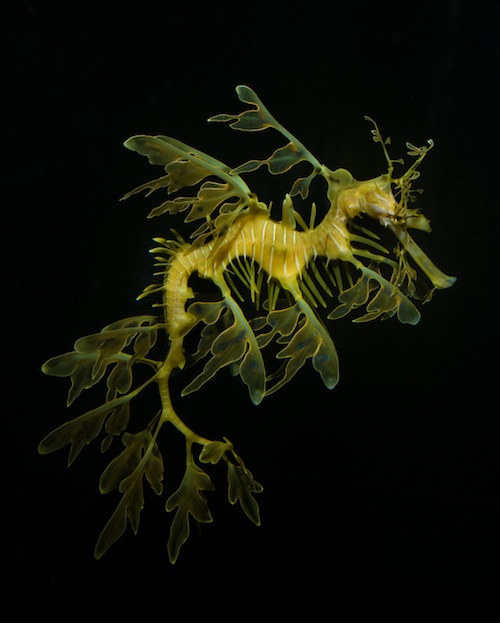 Leafy Seadragons (Phycodurus eques) are extremely delicate and  require a quarantine system where their health and feeding can be  closely monitored. Photo: Rich Ross