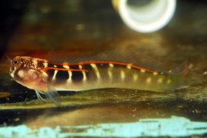 redheadblenny4