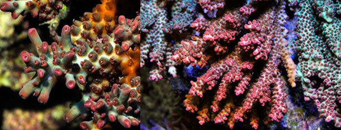 The Australian Acropora Craze