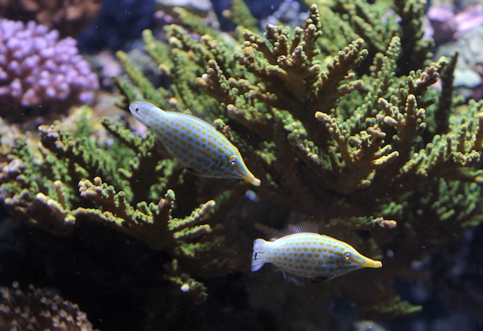 Some guy told a friend of mine these fish were reef safe.