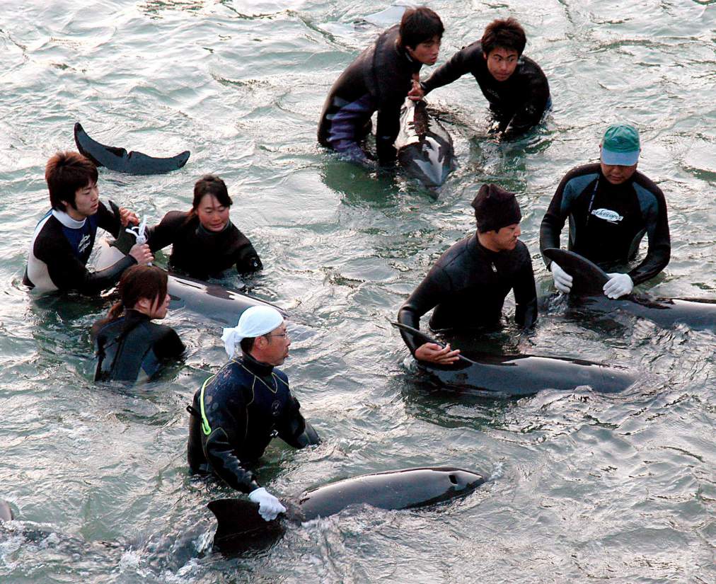 Japan controversial dolphin trade