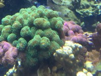 Coral Interactions in 20,000 Gallons