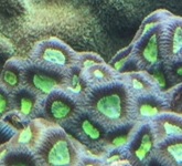 Captive Grown Coral Colonies