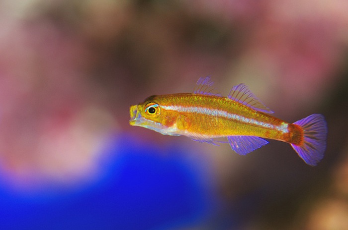Shoaling Fishes Part III: Gobies and Dartfishes