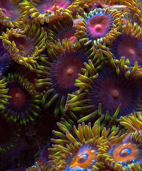 Identify This: Zoanthids