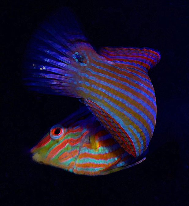Fish Tales: Confessions of a Wrasse-aholic