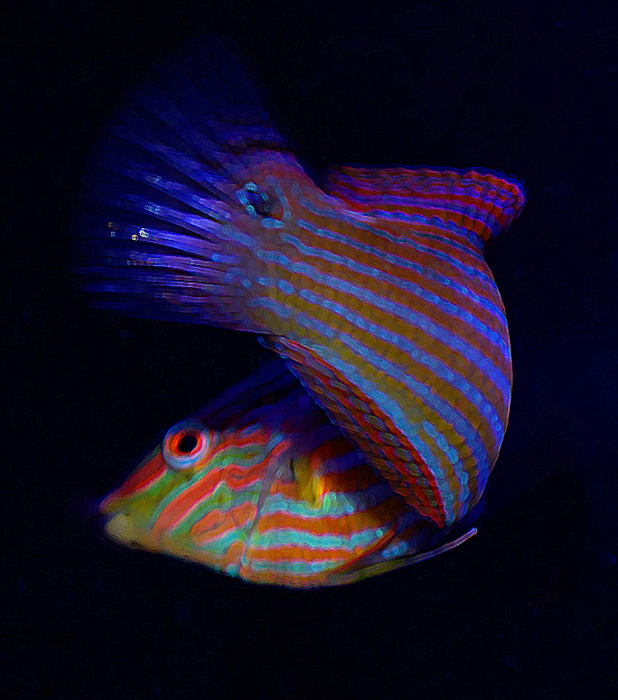 Fish Tales: Confessions of a Wrasse-aholic