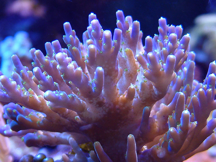 Typical bite marks from an Acropora Eating Flatworm infestation.
