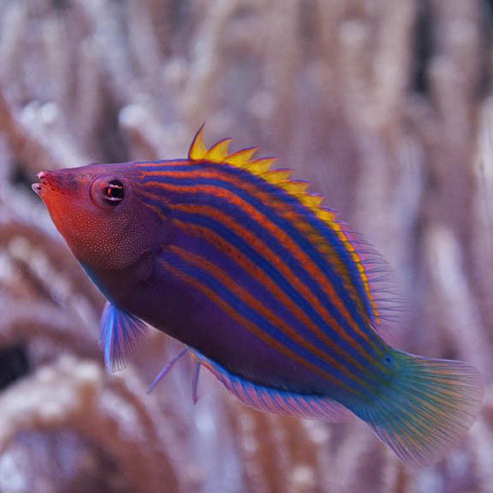 Many types of fish, such as this six line wrasse, feed on flatworms.