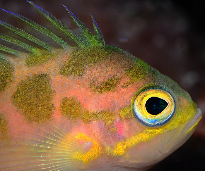 Reefs.com: Looking Back to the Borbonius Anthias Captive Breeding Success