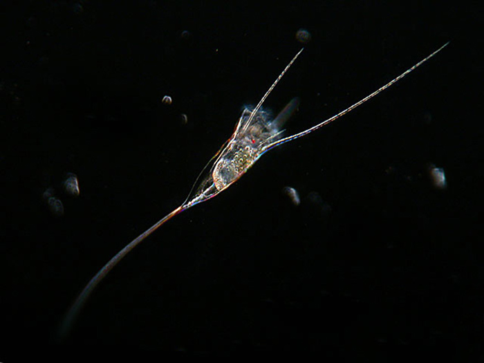 Populations of rotifer Kellicottia longispina (shown here) grow in the presence of the opossum shrimp Mysis relicta, which preys on the rotifer’s main competitors. Photo by NOAA.