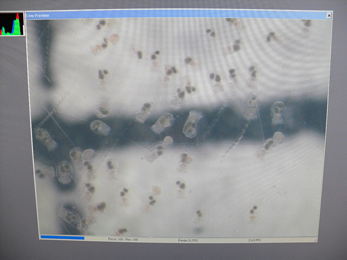 Computer monitors can help to enhance views of rotifers during counts or while under observation. Photo by Kenneth Wingerter.