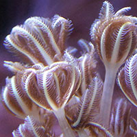 Xenia Refugium. What’s in/by your sump?