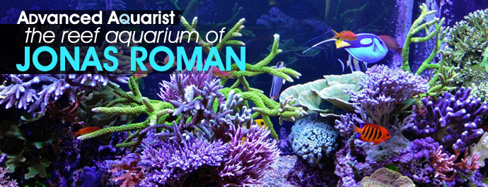 The Reef Aquarium of Jonas Roman