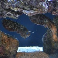 New Dwarf Cuttlefish at Henry Doorly Zoo!