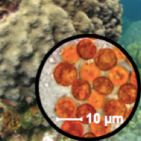 Alien Zooxanthella Invades Caribbean Corals