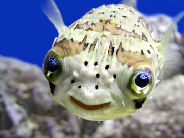 Most people think this fish is happy because it looks like it is smiling. However, this fish always looks like it is smiling, so how can we possibly tell when it is not happy? Photo by Google Search.