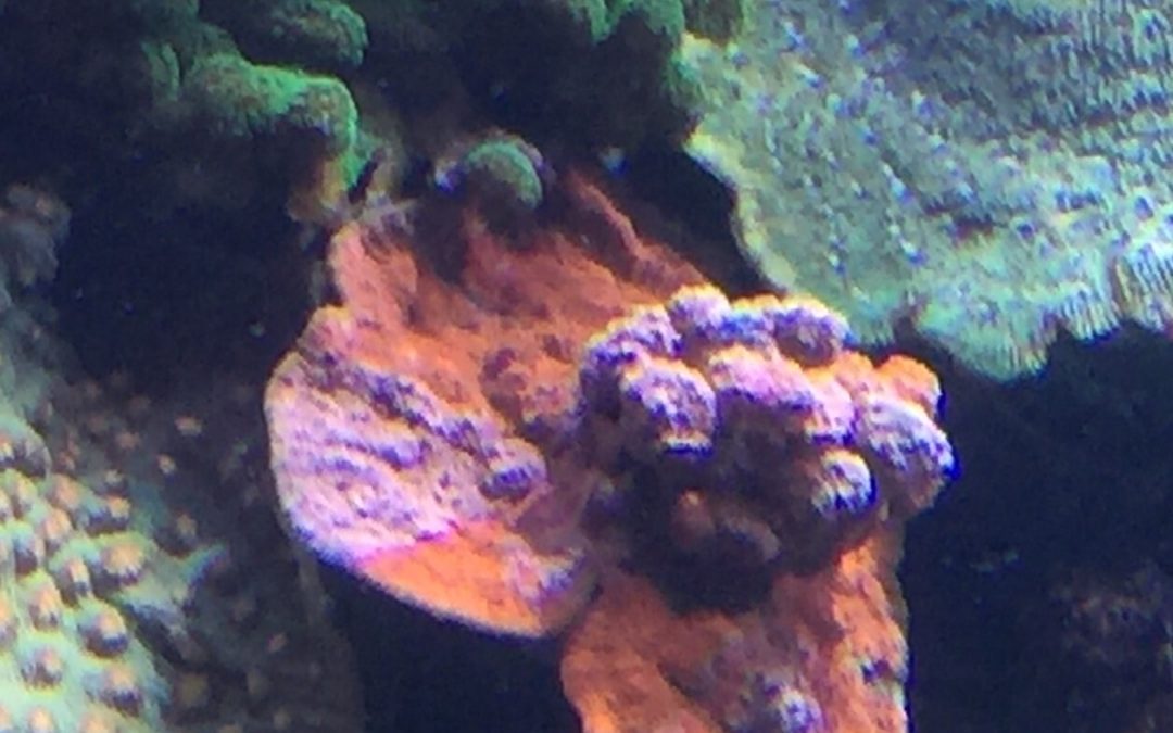 More Coral Interactions in 20,000 Gallons
