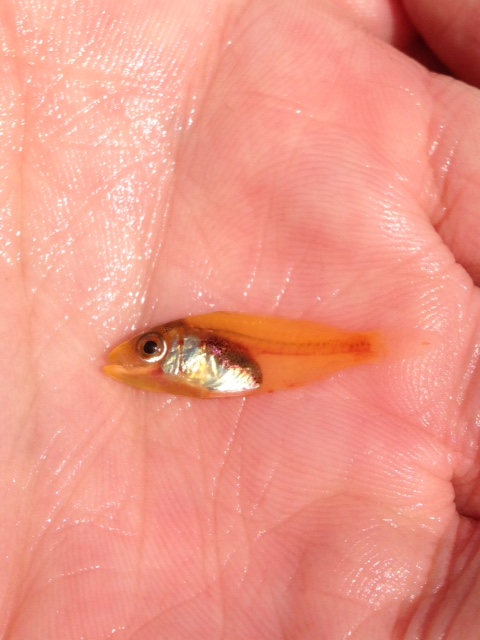 Mini Fish Released. Last week (really last year), Edward…