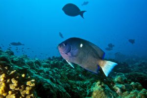 Clipperton Angelfish, Holacanthus limbaughi