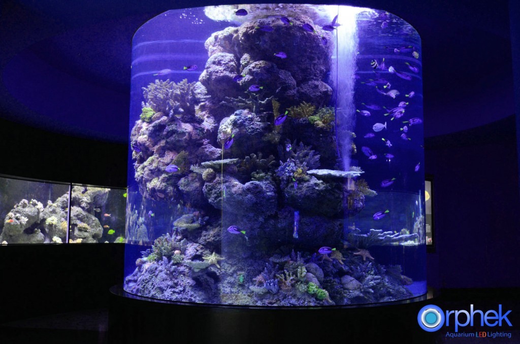 chengdu aquarium 1-reefs