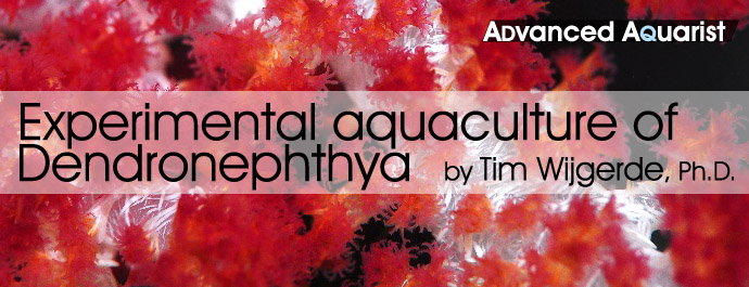 Experimental aquaculture of Dendronephthya corals