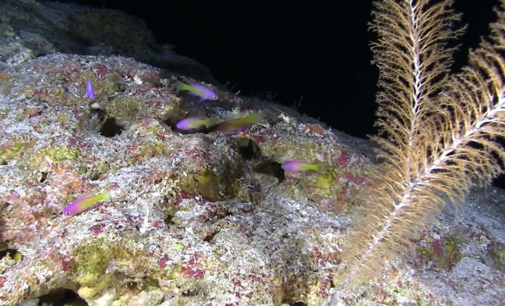 An undescribed Grammatonotus from 490ft, Pohnpei
