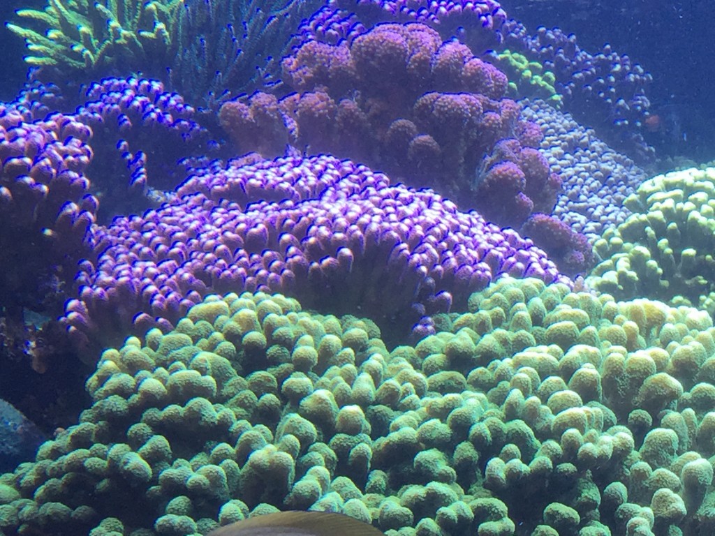 A beautiful combination of colorful SPS in Joe Yaiullo's 20,000 gallon aquarium