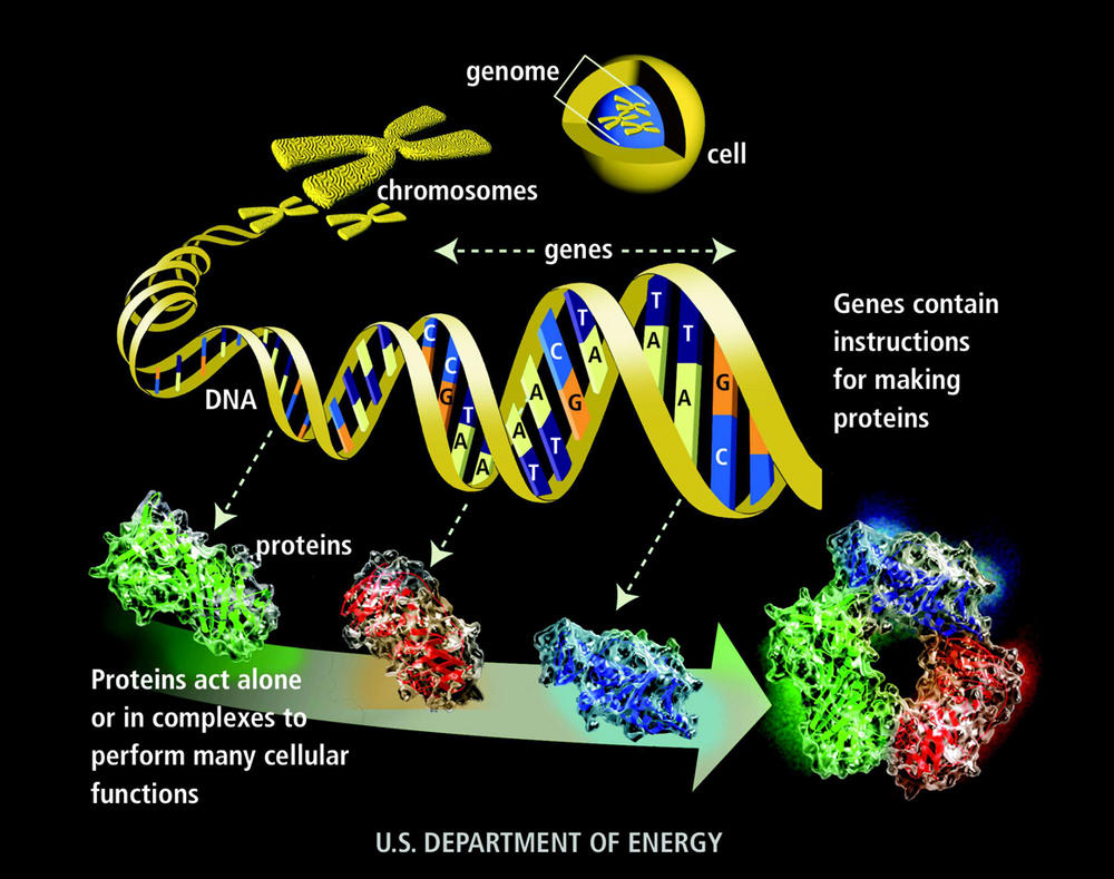 genome-glossary