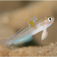 Monday Archives: The Kojiro Goby: A Remarkable and Beautiful New Species
