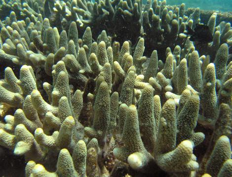 Promiscuous coral - Acropora papillare on Ningaloo Reef. THE AGE . news . OCTOBER 21, 2008 . pic by Natalie Rosser . story by Chee Chee Leung .