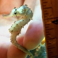 Not Dwarf Seahorses, Baby Seahorses