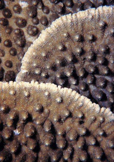 Subtropical Acropora, warmer waters, and ocean acidification.