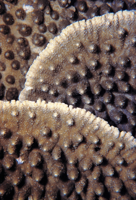 Subtropical Acropora, warmer waters, and ocean acidification.