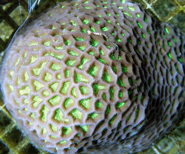 Coelastrea aspera - reefs