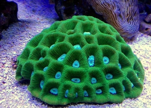 Coelastrea palauensis - reefs