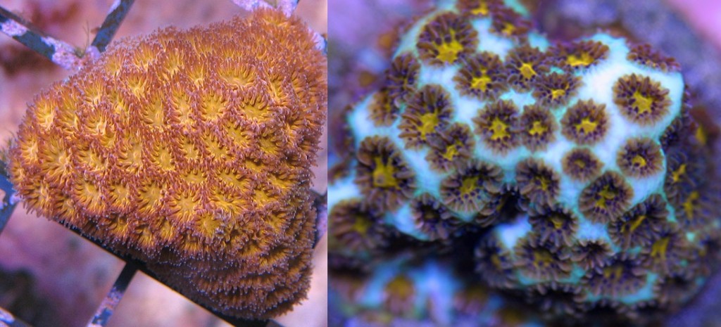 Leptastraea pruinosa & purpurea - reefs
