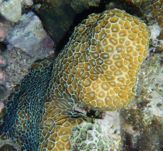 Paramontastraea peresi - reefs