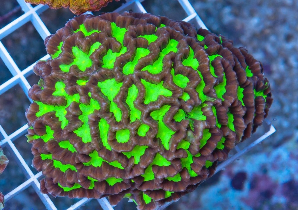Platygyra acuta - reefs