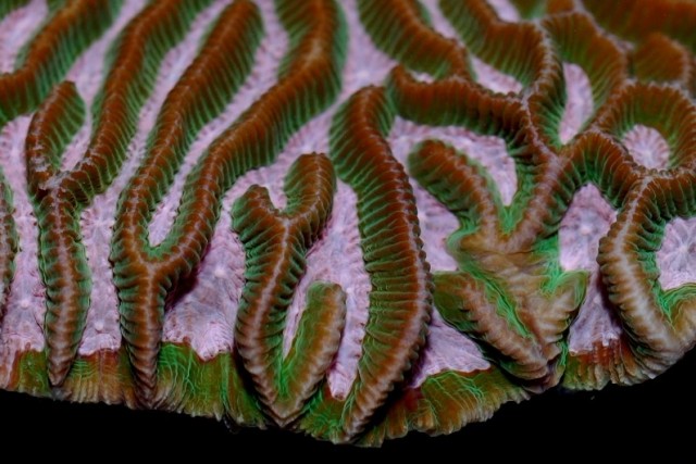 Platygyra australensis - reefs