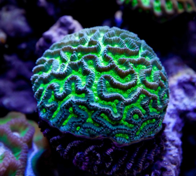 Platygyra daedalea - reefs