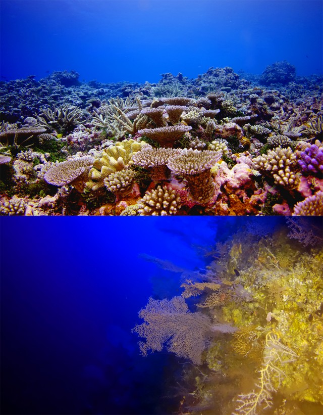 Pohnpei reef - reefs