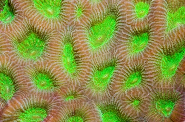 closed brain 1 correct- reefs