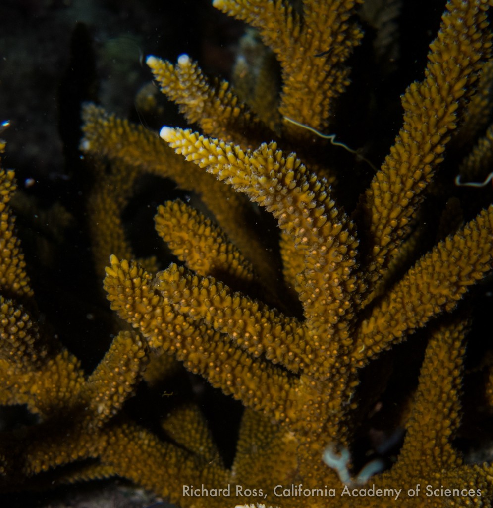 Staghorn coral (A. cervicornis) coral 'setting' sperm egg bundles visable as peach colored balls emerging from the coral polyps in prepation of spawning. Photo used with permission of photographer Rich Ross.